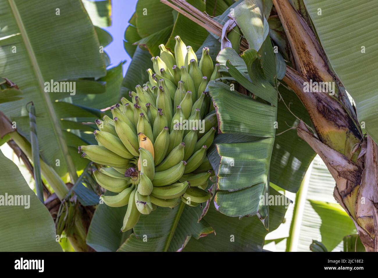 Banane (Musa paradisiaca, Musa x paradisiaca), infractescence de la banane, États-Unis, Hawaii, Maui Banque D'Images