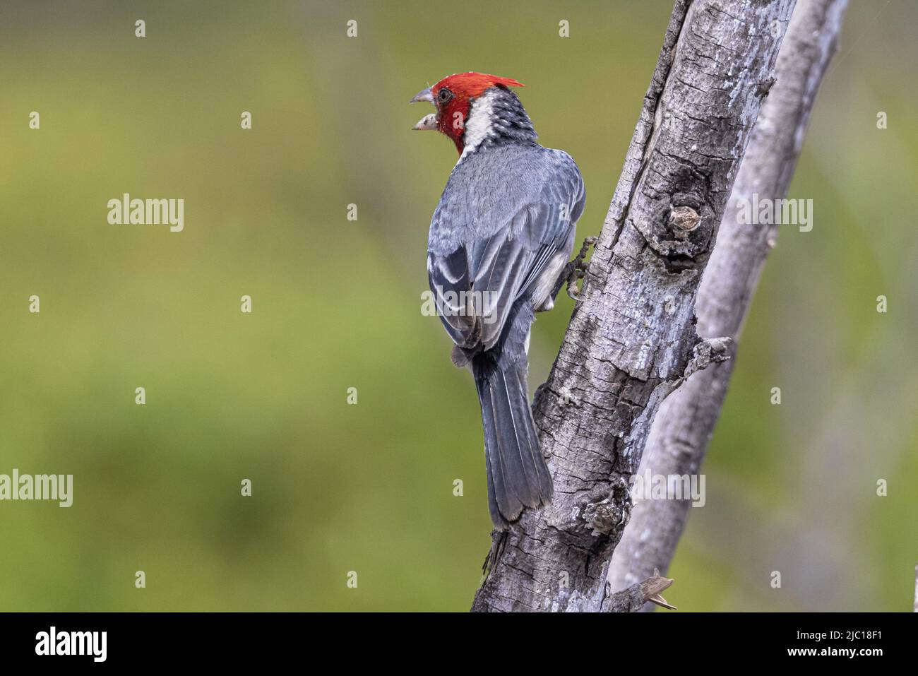 Cardinal à crête rouge (Paroaria coronata), homme chantant, États-Unis, Hawaï, Maui Banque D'Images