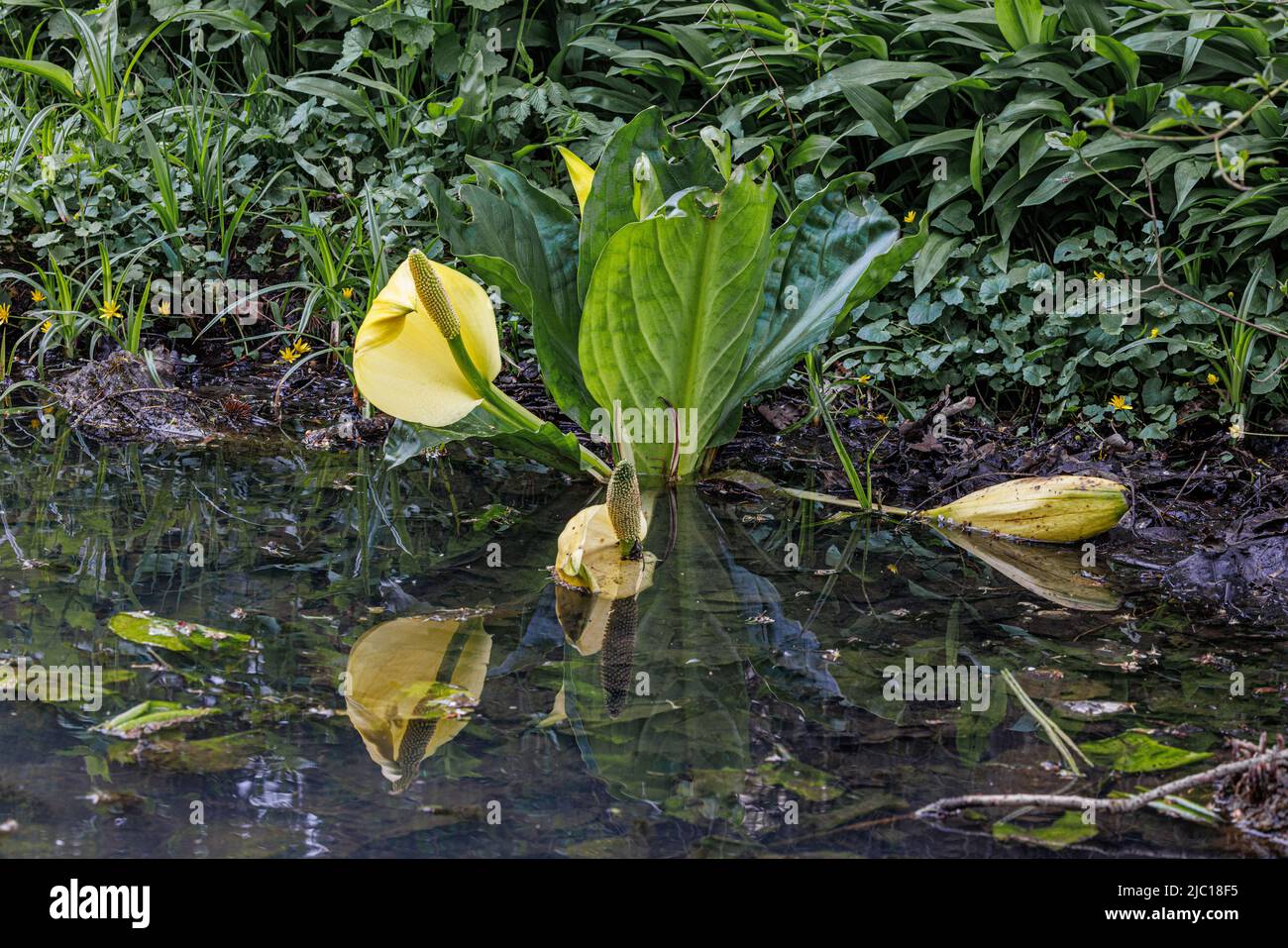 chou mouffin, lanterne marécageuse, arum jaune, chou mouffin jaune (Lysichiton americanus), floraison sur le rivage de l'étang, néophyte, Allemagne, Bavière Banque D'Images