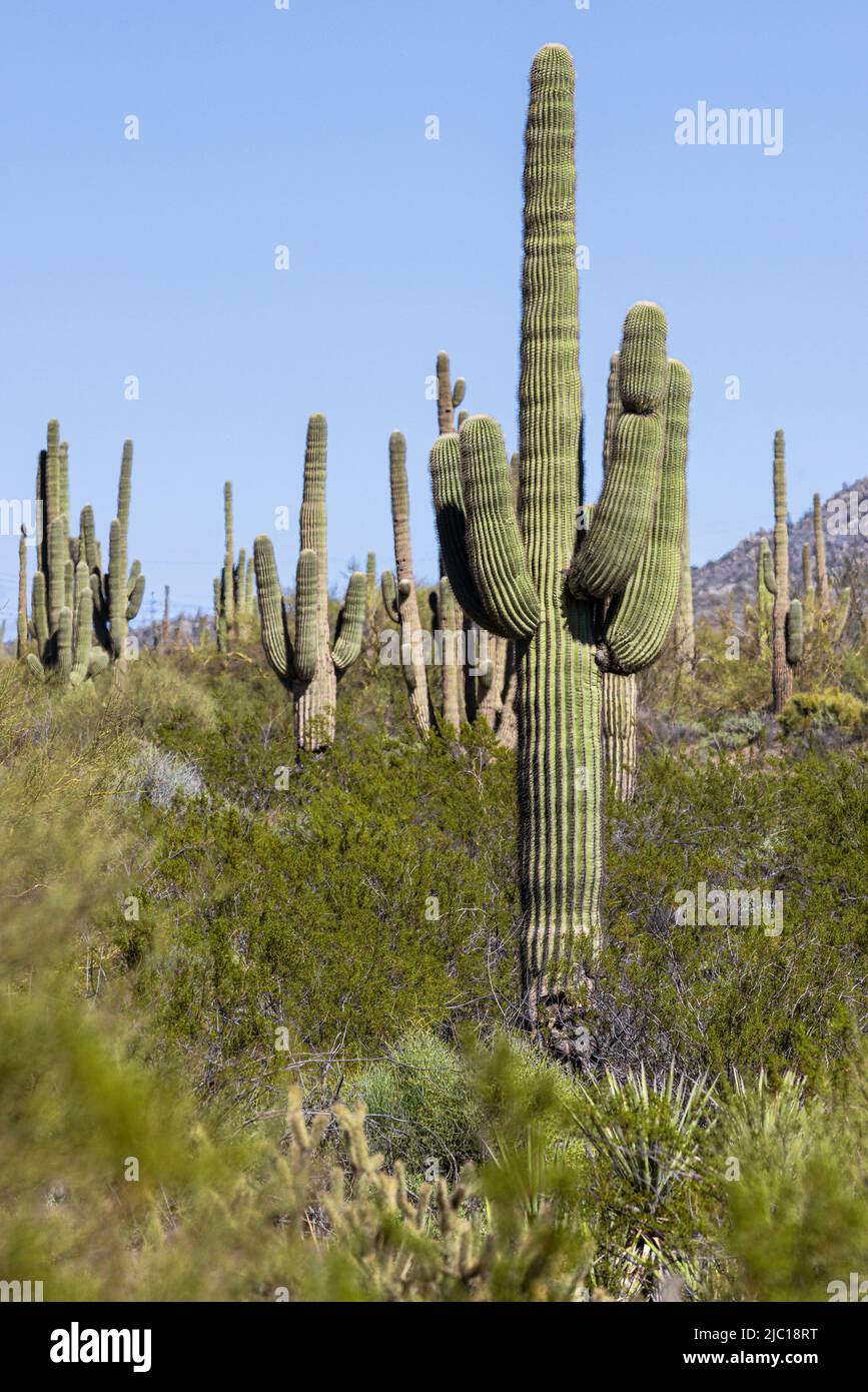 saguaro cactus (Carnegiea gigantea, Cereus giganteus), de nombreux cactus saguaro dans le désert de Sonora, États-Unis, Arizona, Sonoran, Scottsdale Banque D'Images