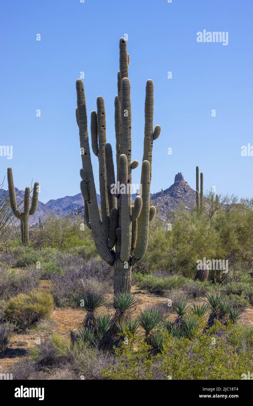 saguaro cactus (Carnegiea gigantea, Cereus giganteus), d'environ 20 m de haut, âgé de plus de 100 ans, au désert de Sonora avec Pinnacle Peak dans le Banque D'Images