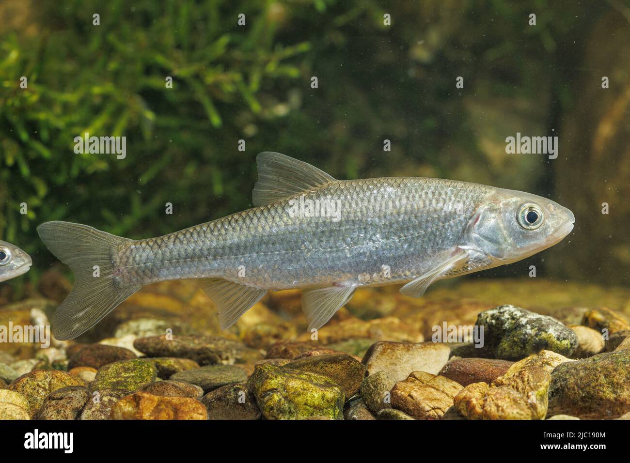 Moucheté (Leuciscus leuciscus), natation, Allemagne Banque D'Images