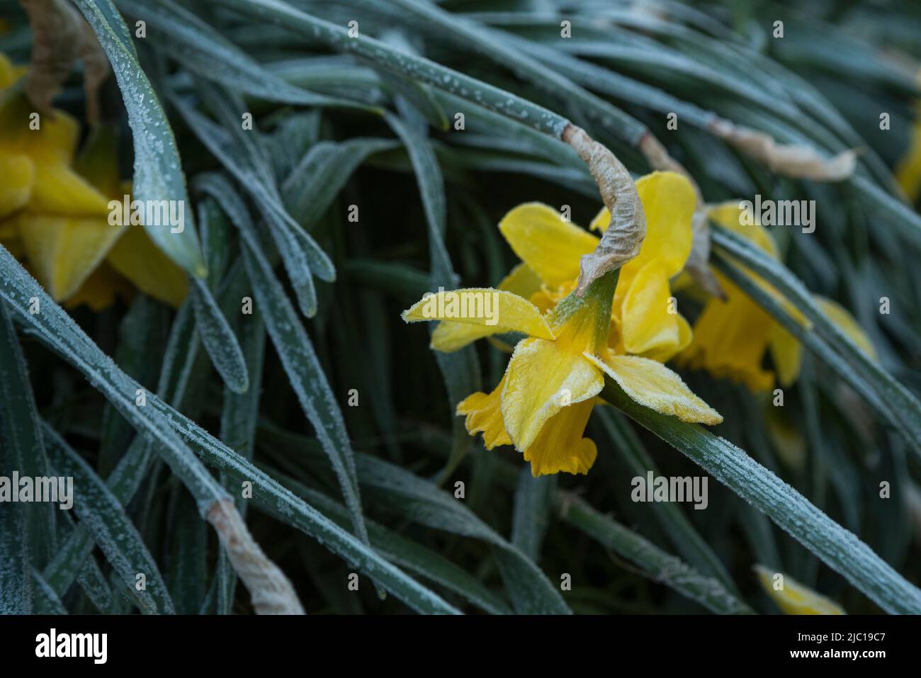 Close up gel feuilles de jonquille Banque de photographies et d'images à  haute résolution - Alamy