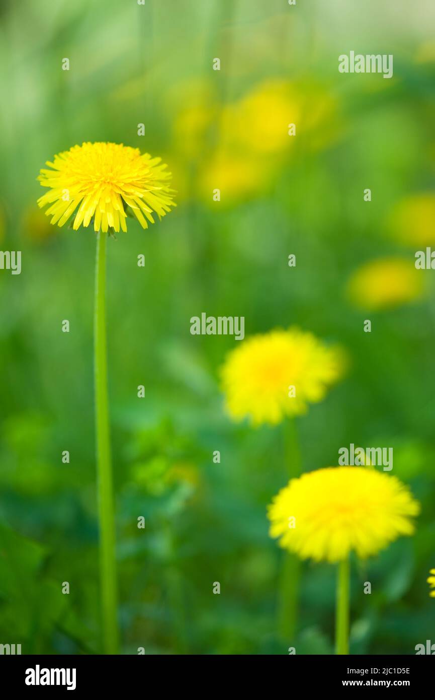 Fleurs de pissenlit (Taraxacum officinale) dans le champ. Mise au point sélective et faible profondeur de champ. Banque D'Images