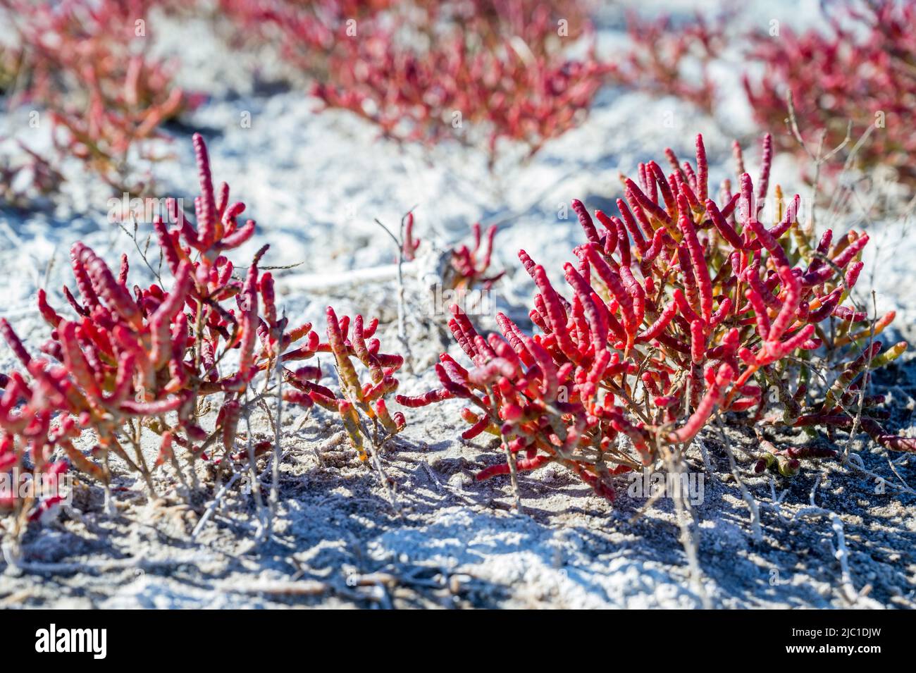 Gros plan de Salicornia rouge ou de l'isoète glassmotte. Marteler le saphir ou le pickleweed sur un sol salé Banque D'Images