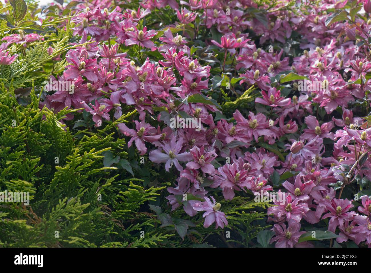 Clematis montana 'Broughton Star' rose violet fleurs d'escalade ornementales qui poussent au-dessus et à travers un jardin à feuilles persistantes hege, Berkshire, mai Banque D'Images
