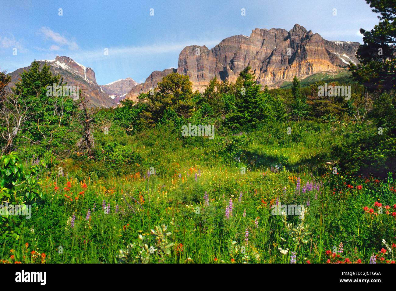 Parc national des glaciers Montana Many Glacier Valley, Rocky Mountains. Champ alpin de fleurs sauvages et de glaciers. Paysage rural pittoresque de l'Ouest américain des États-Unis Banque D'Images