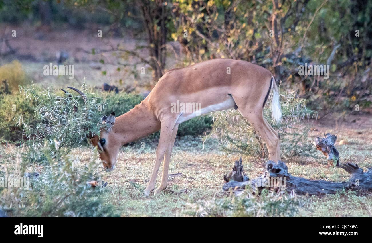 Un jeune bélier d'impala raye ses cornes grandissantes sur un buisson d'épine Banque D'Images