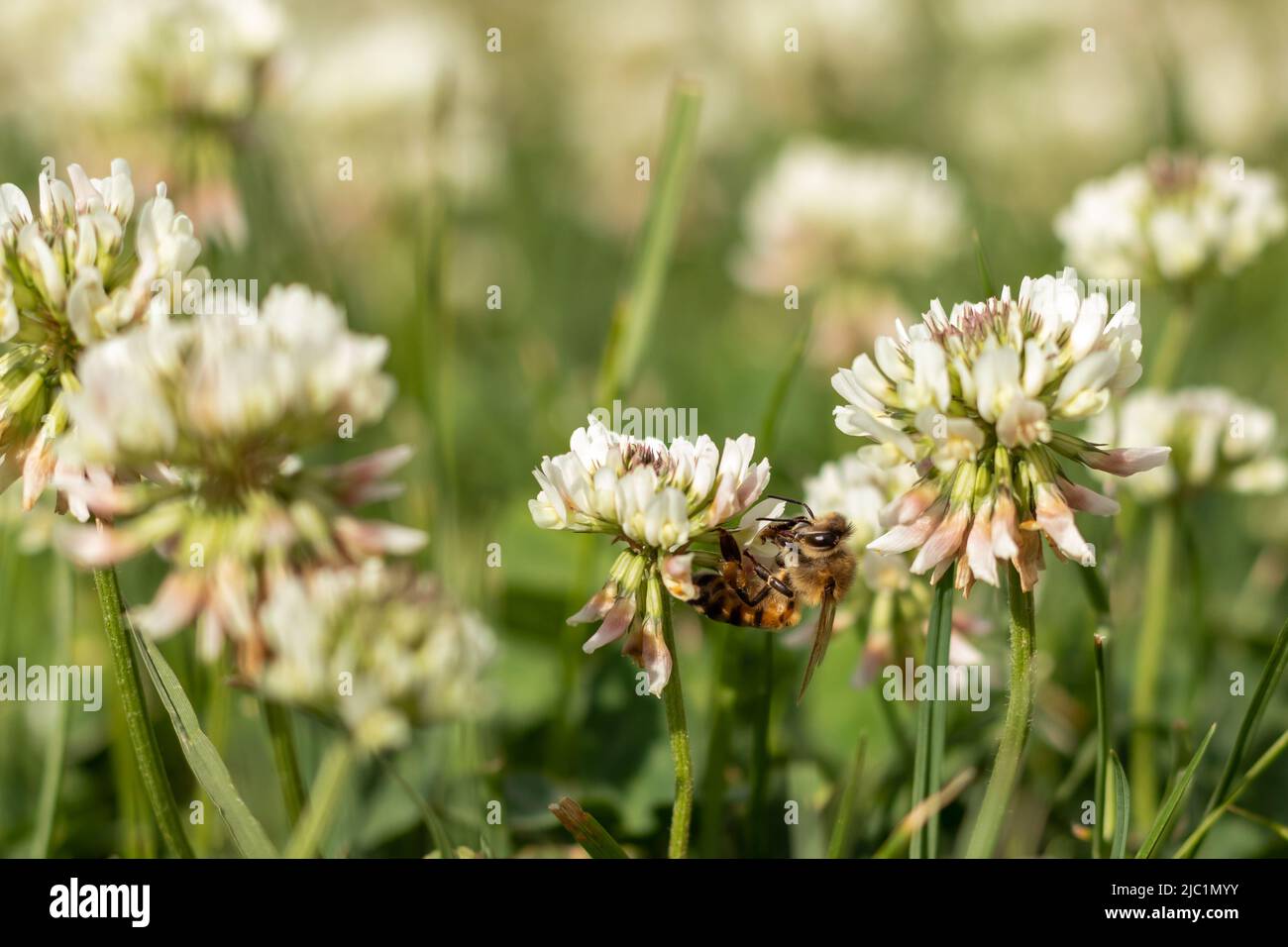 Abeille sur une fleur de trèfle dans un champ vert flou. Mise au point sélective. Placer pour le texte. Banque D'Images