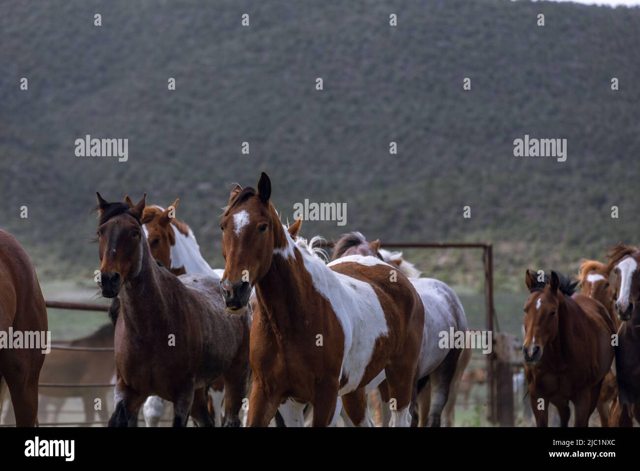 Chevaux de ranch dans l'ouest américain étant annoncée aux pâturages d'été Banque D'Images