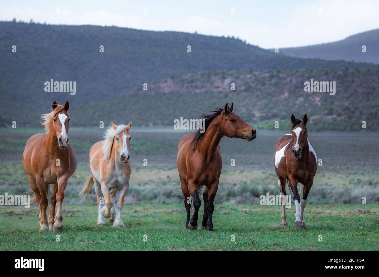 Chevaux de ranch dans l'ouest américain étant annoncée aux pâturages d'été Banque D'Images