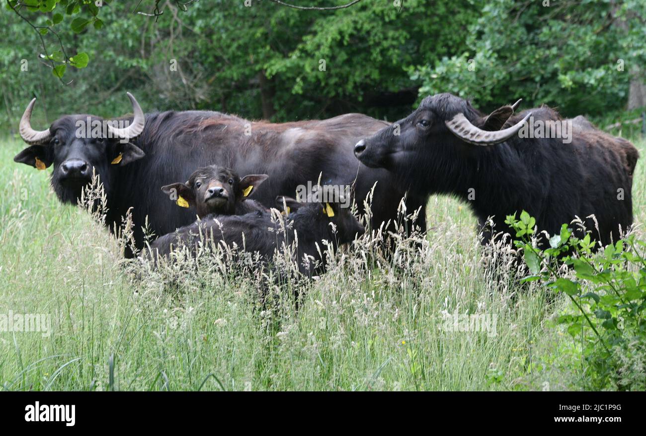 Berlin, Allemagne. 09th juin 2022. Les buffles d'eau de la ferme écologique Gut Darß se trouvent sur l'île de Peacock, en face du Luisentempel. Les deux vaches avec leurs veaux doivent garder les prairies humides libres de la croissance ligneuse et ainsi promouvoir des espèces de plantes rares. C'est une continuation du pâturage réussi des zones de prairie. Elle a eu lieu pour la première fois en l'année Luisen 2010. Credit: Bernd Settnik/dpa/Alay Live News Banque D'Images