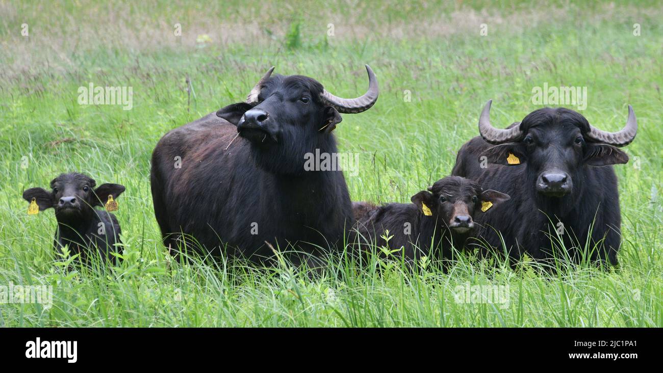 Berlin, Allemagne. 09th juin 2022. Les buffles d'eau de la ferme écologique Gut Darß se trouvent sur l'île de Peacock, en face du Luisentempel. Les deux vaches avec leurs veaux doivent garder les prairies humides libres de la croissance ligneuse et ainsi promouvoir des espèces de plantes rares. C'est une continuation du pâturage réussi des zones de prairie. Elle a eu lieu pour la première fois en l'année Luisen 2010. Credit: Bernd Settnik/dpa/Alay Live News Banque D'Images