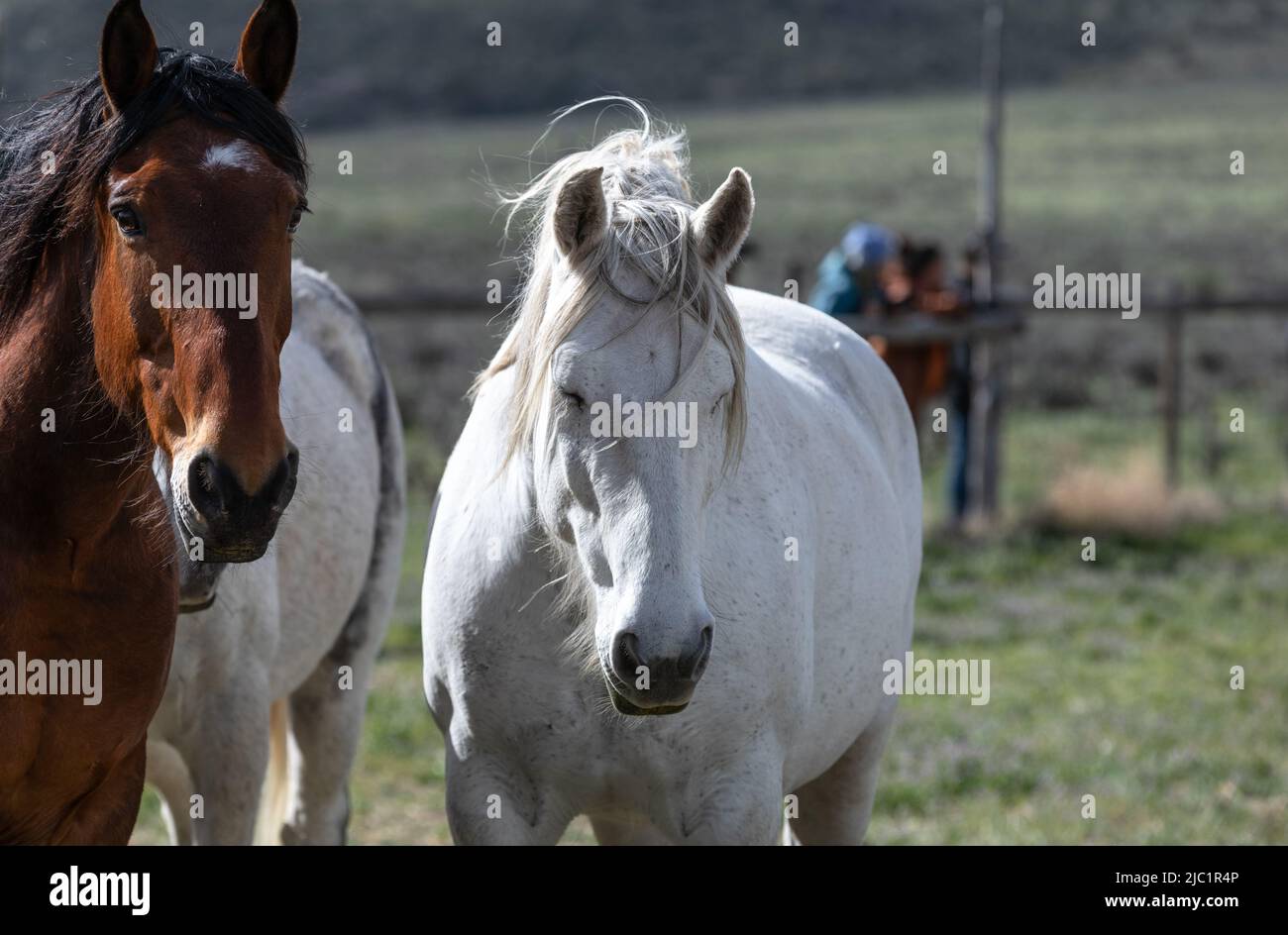 Chevaux de ranch dans l'ouest américain étant annoncée aux pâturages d'été Banque D'Images