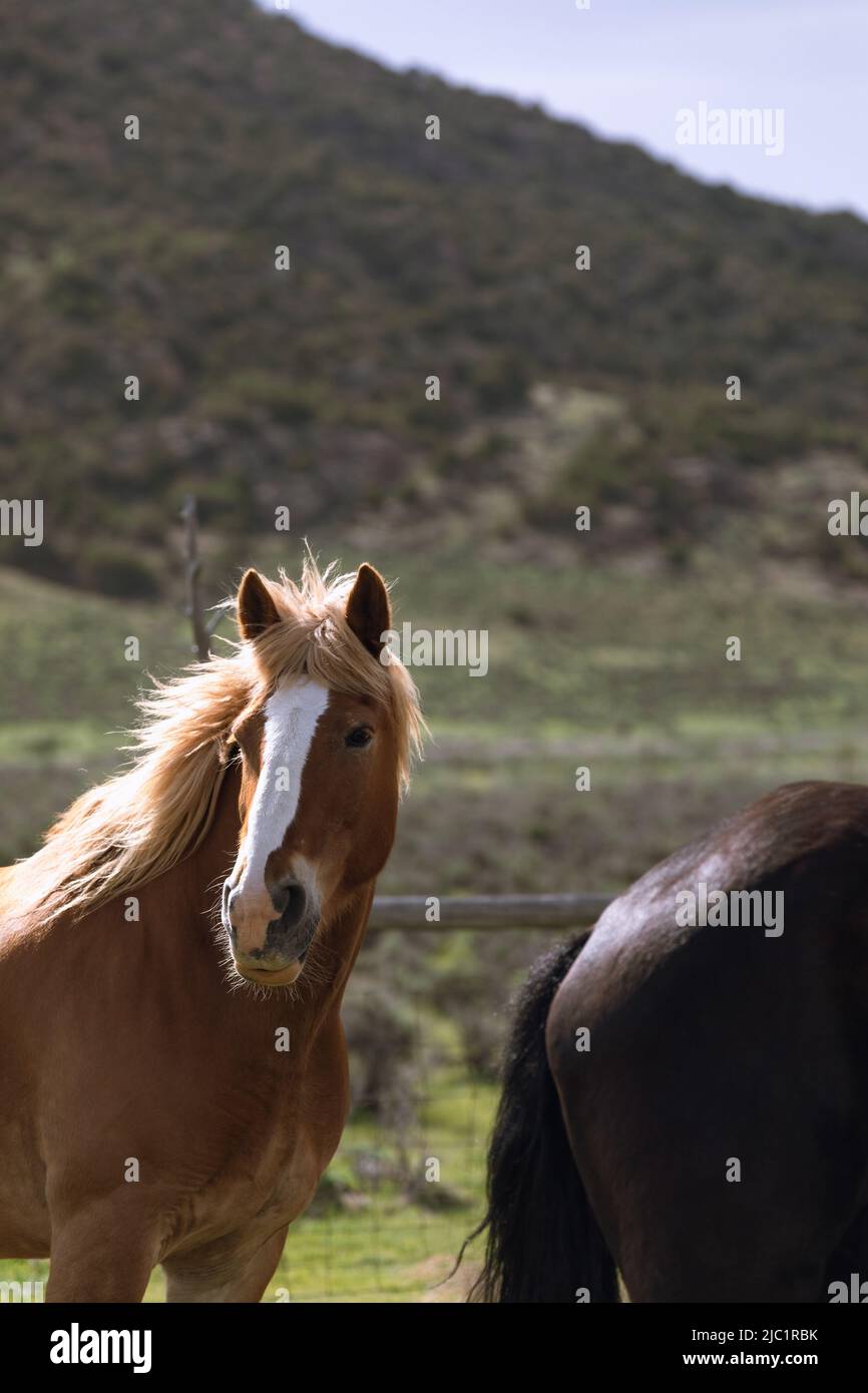 Chevaux de ranch dans l'ouest américain étant annoncée aux pâturages d'été Banque D'Images