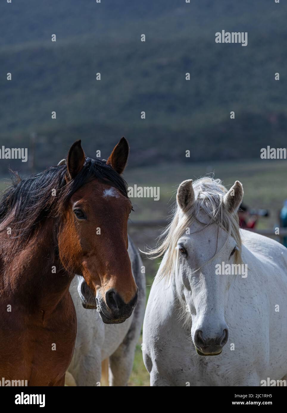 Chevaux de ranch dans l'ouest américain étant annoncée aux pâturages d'été Banque D'Images
