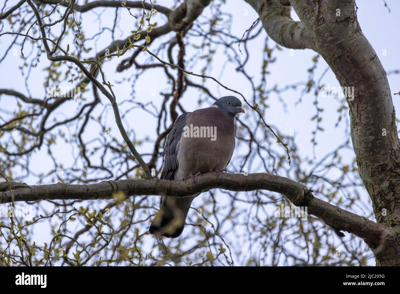 Pigeon en bois commun, Columba Palumbus, perché sur une branche, Anvers Belgique. Gros plan portrait de pigeon au printemps, oiseau britannique et européen. Photo de haute qualité Banque D'Images Pigeon en bois commun, Columba Palumbus, perché sur une branche, Anvers Belgique. Gros plan portrait de pigeon au printemps, oiseau britannique et européen. Photo de haute qualité Banque D'Images
