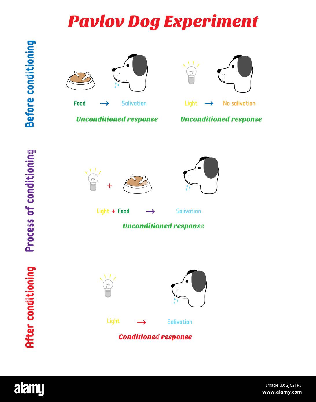 La mécanique du chien du Pavlov expérience avec la lumière - conditionné réponse en psychologie. Conditionnement classique ou conditionnement de mise en correspondance pour le Illustration de Vecteur