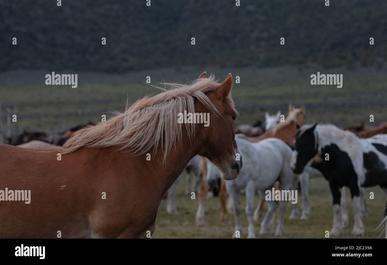 Chevaux de ranch dans l'ouest américain étant annoncée aux pâturages d'été Banque D'Images