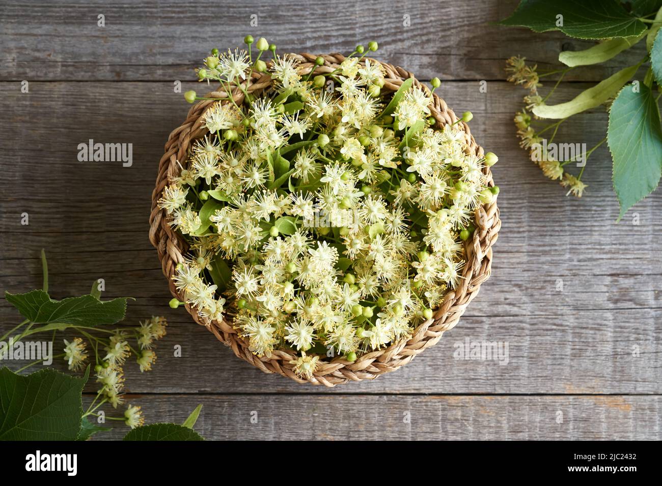 Tilleul frais ou fleurs d'arbre dans un panier au printemps, vue du dessus Banque D'Images