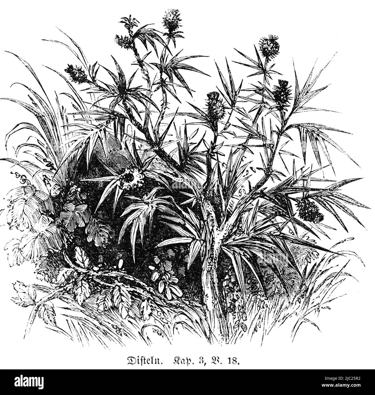 Chardon, Bible, ancien Testament, Premier Livre de Moïse, Genèse, Chapitre 3, verset 18, Illustration historique 1850 Banque D'Images