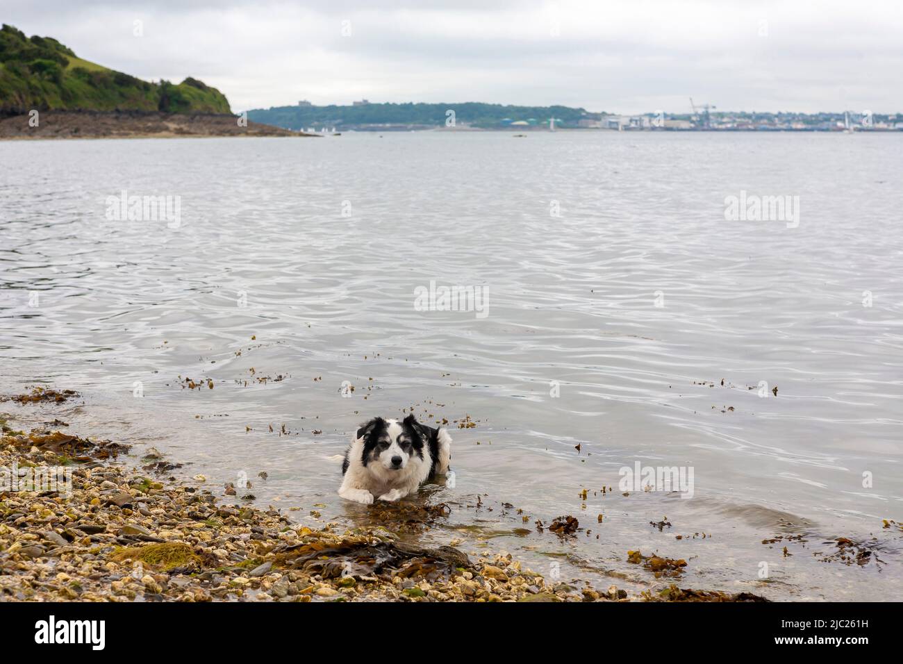 Le chien Border Collie se rafraîchi dans les eaux des routes de Carrick après une longue promenade : River FAL, Cornwall, Royaume-Uni Banque D'Images