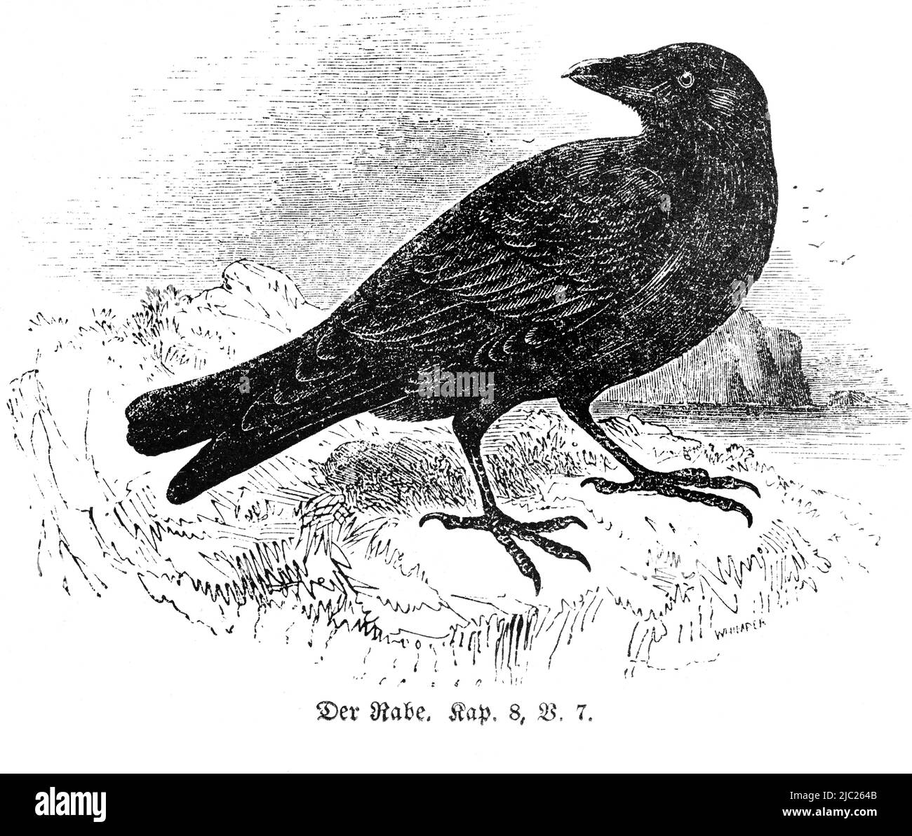 Le Corbeau, Bible, ancien Testament, Premier Livre de Moïse, Genèse, Chapitre 8, verset 7, Illustration historique 1850 Banque D'Images