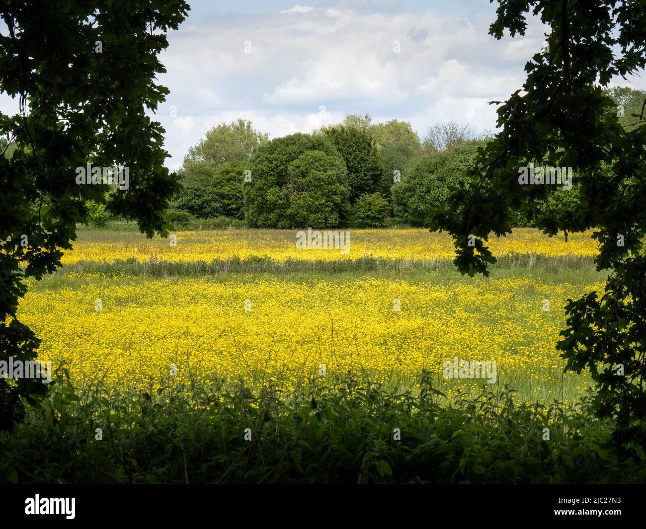 Une vue sur un champ de buttercups, Royaume-Uni, en mai. Banque D'Images