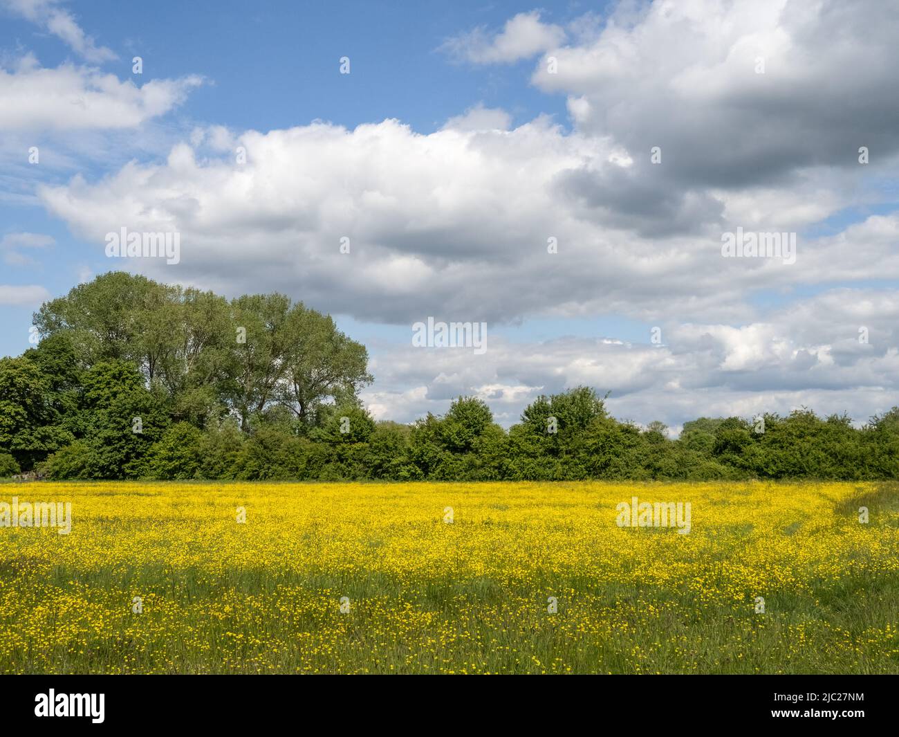 Une vue sur un domaine de buttercups, Royaume-Uni, en mai. Banque D'Images