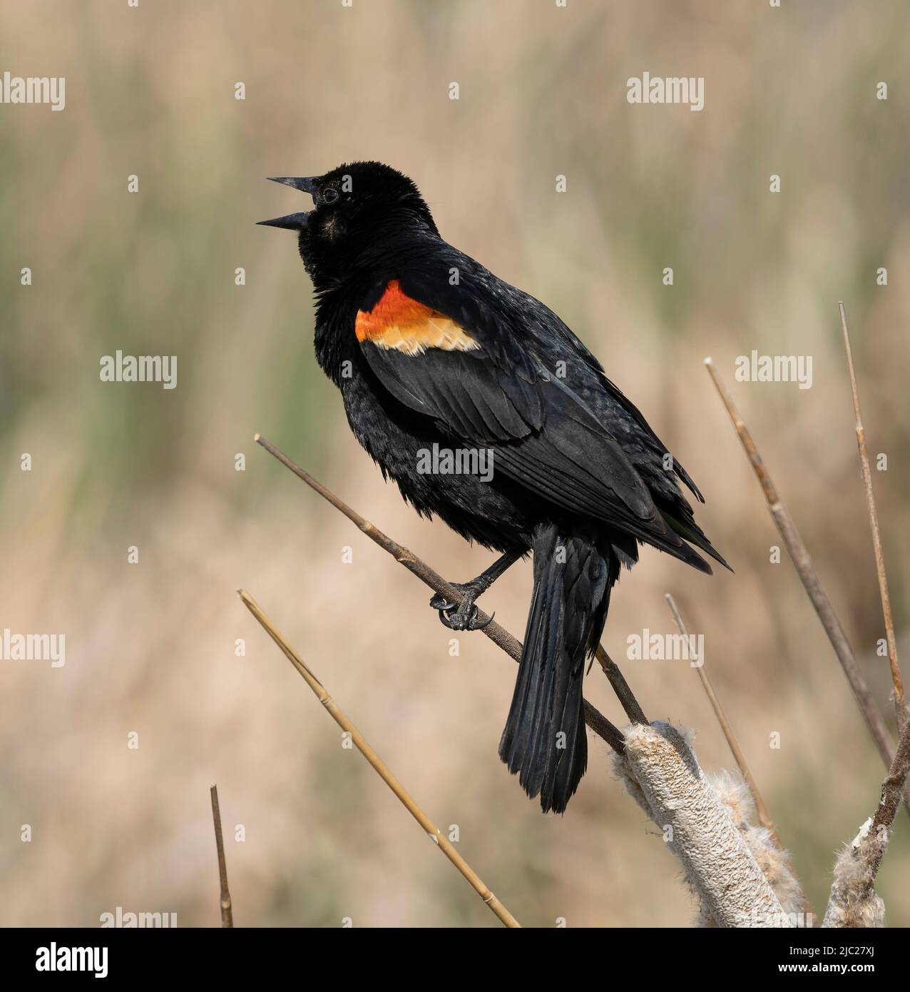 Un oiseau-noir à aigree rouge (Agelaius phoeniceus) vocalise à la réserve naturelle nationale de long Lake, dans le Dakota du Nord. Banque D'Images
