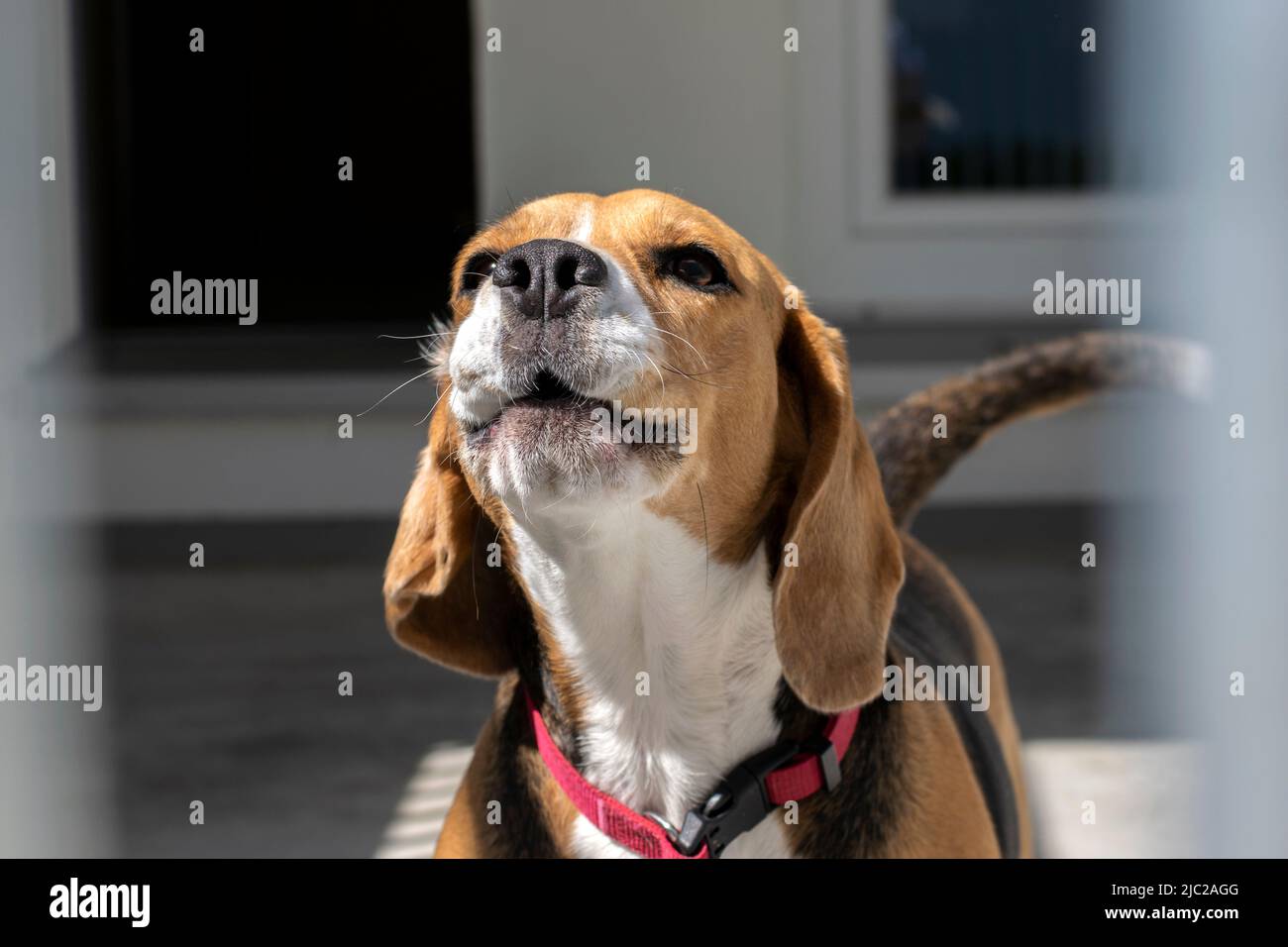 Chien de beagle aboyant dans un abri. Banque D'Images
