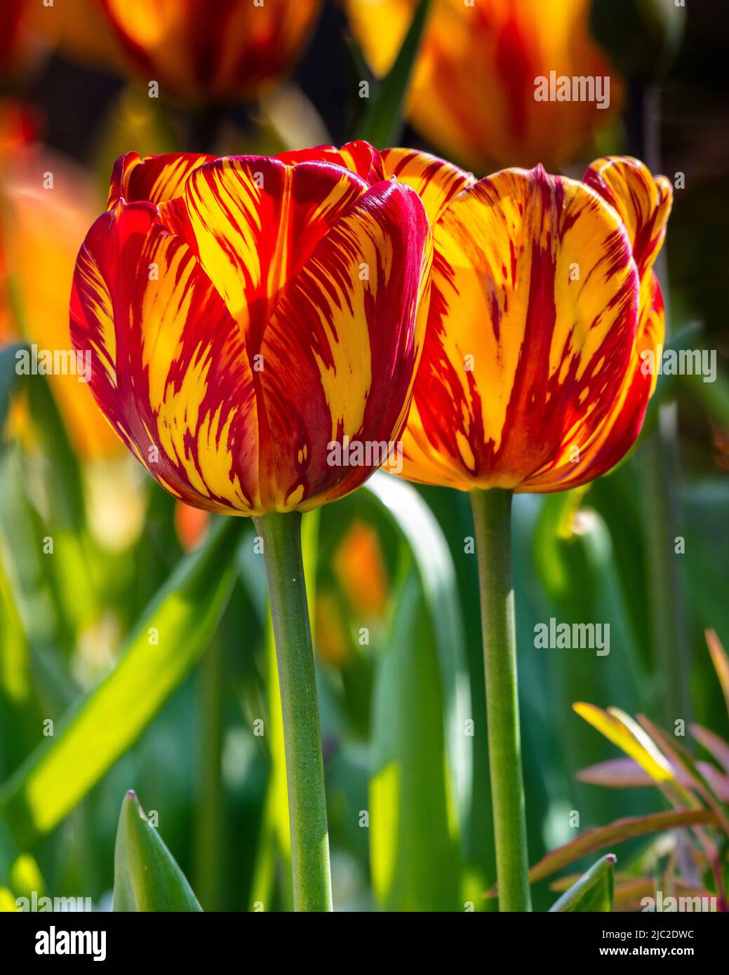 Tulipa inconnu dans le jardin submergé à Aberglasney Banque D'Images