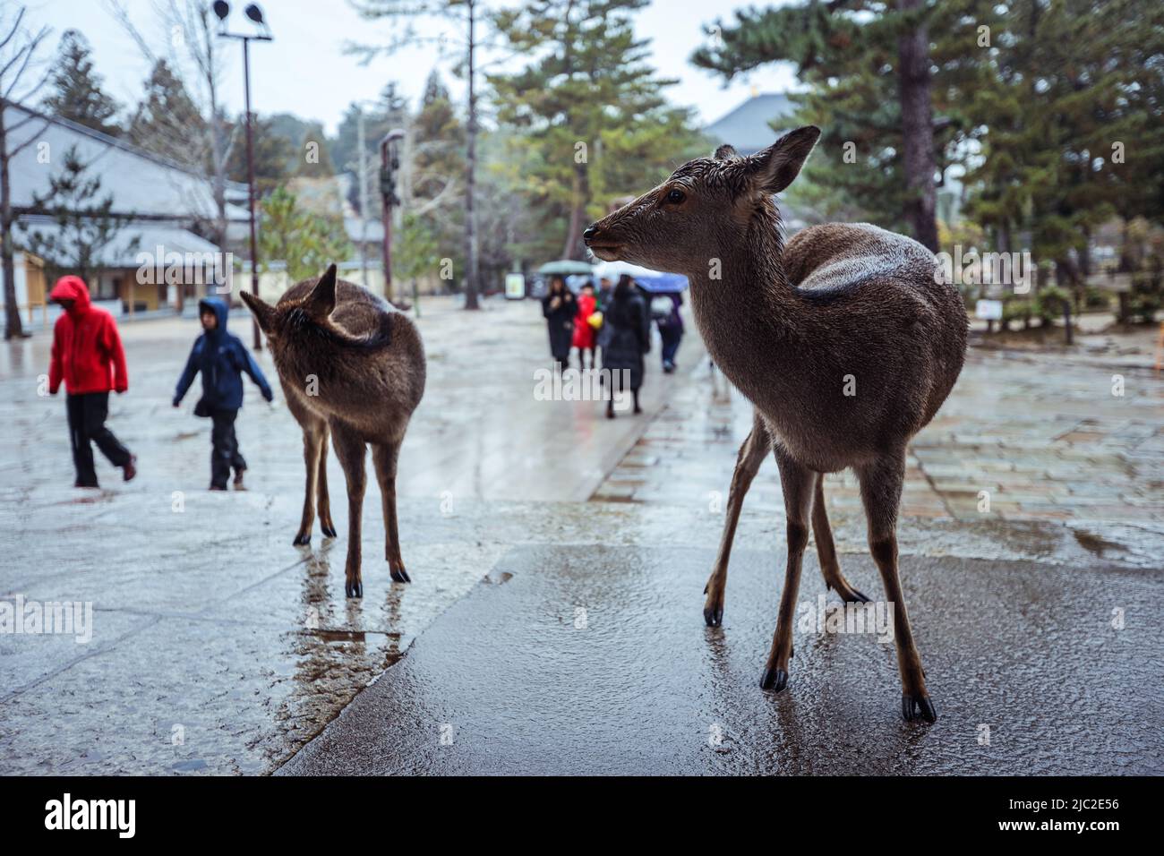 Wet Wild Deer dans le parc Nara Banque D'Images