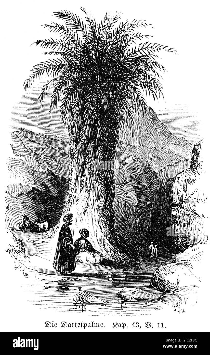 Un palmier dattier, Bible, ancien Testament, Premier Livre de Moïse, Genèse, Chapitre 43, verset 11, Illustration historique 1850 Banque D'Images