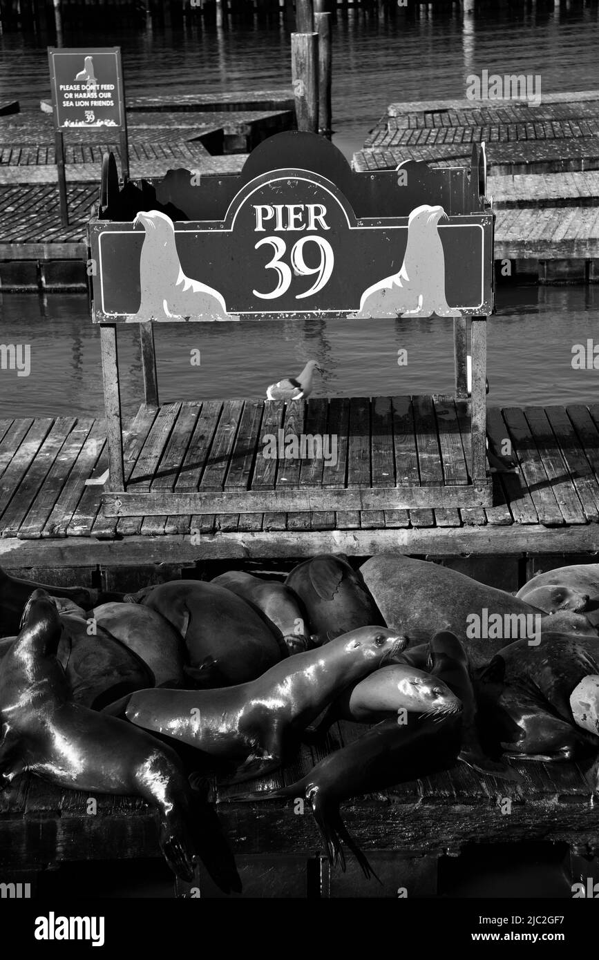 Les lions de mer de Californie reposent sur des plates-formes réservées aux animaux de l'embarcadère 39, dans la région de Fisherman's Wharf à San Francisco, en Californie Banque D'Images