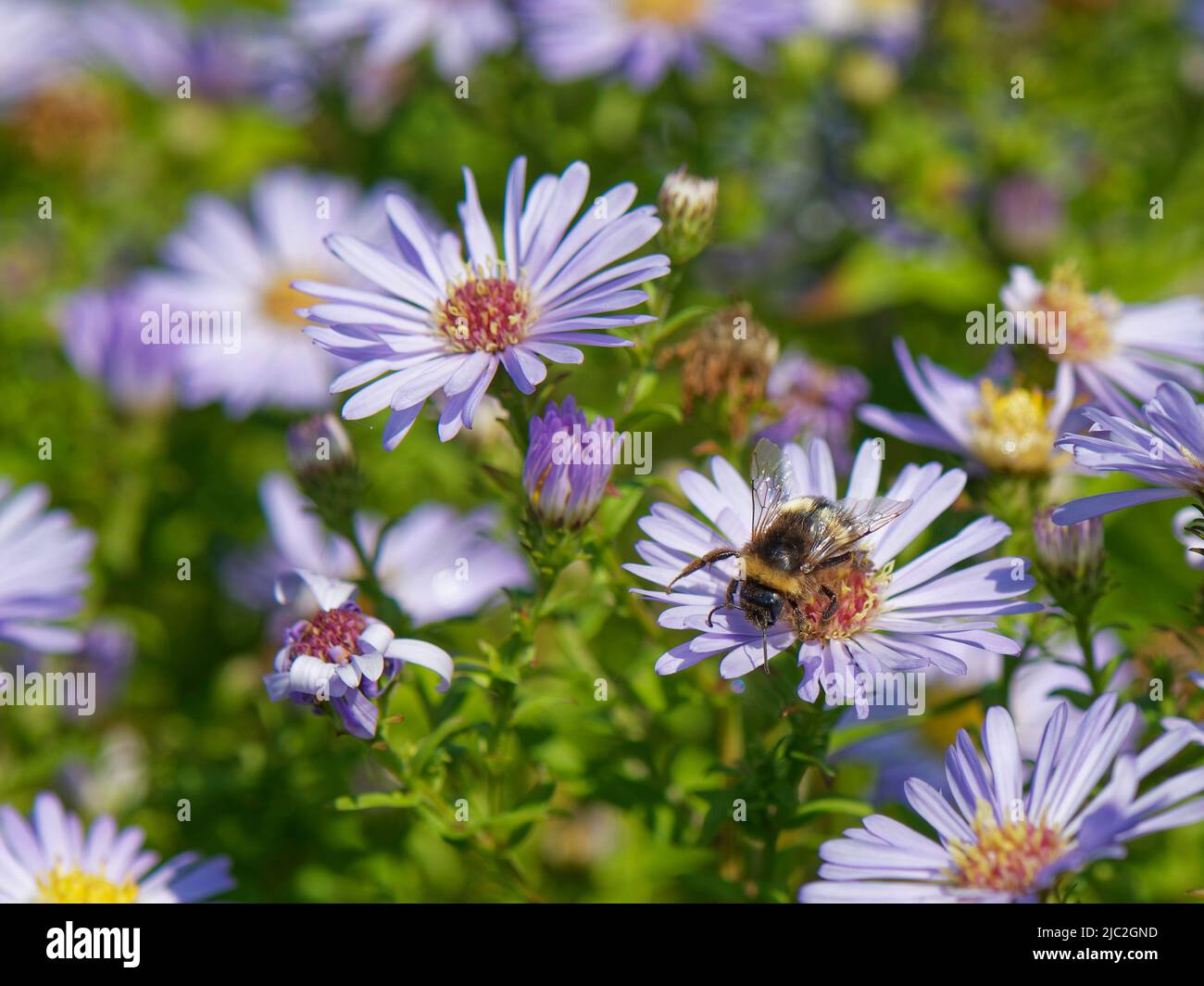 Bumblebee à queue de chamois (Bombus terrestris) qui s'encastre sur des fleurs de la Marguerite de Michaelmas (Aster x salignus) dans un mou de dunes de sable côtier, Kenfig NNR, Glamourgan Banque D'Images