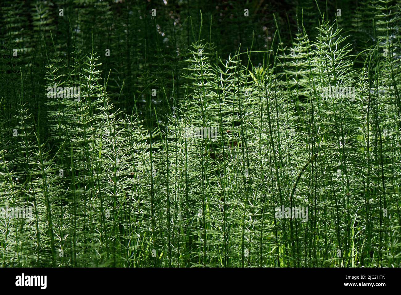 Horsetail commun (Equisteum arvense) statif dense de tiges stériles dans les bois feuillus humides, Kenfig NNR, Glamorgan, pays de Galles, Royaume-Uni, Mai. Banque D'Images