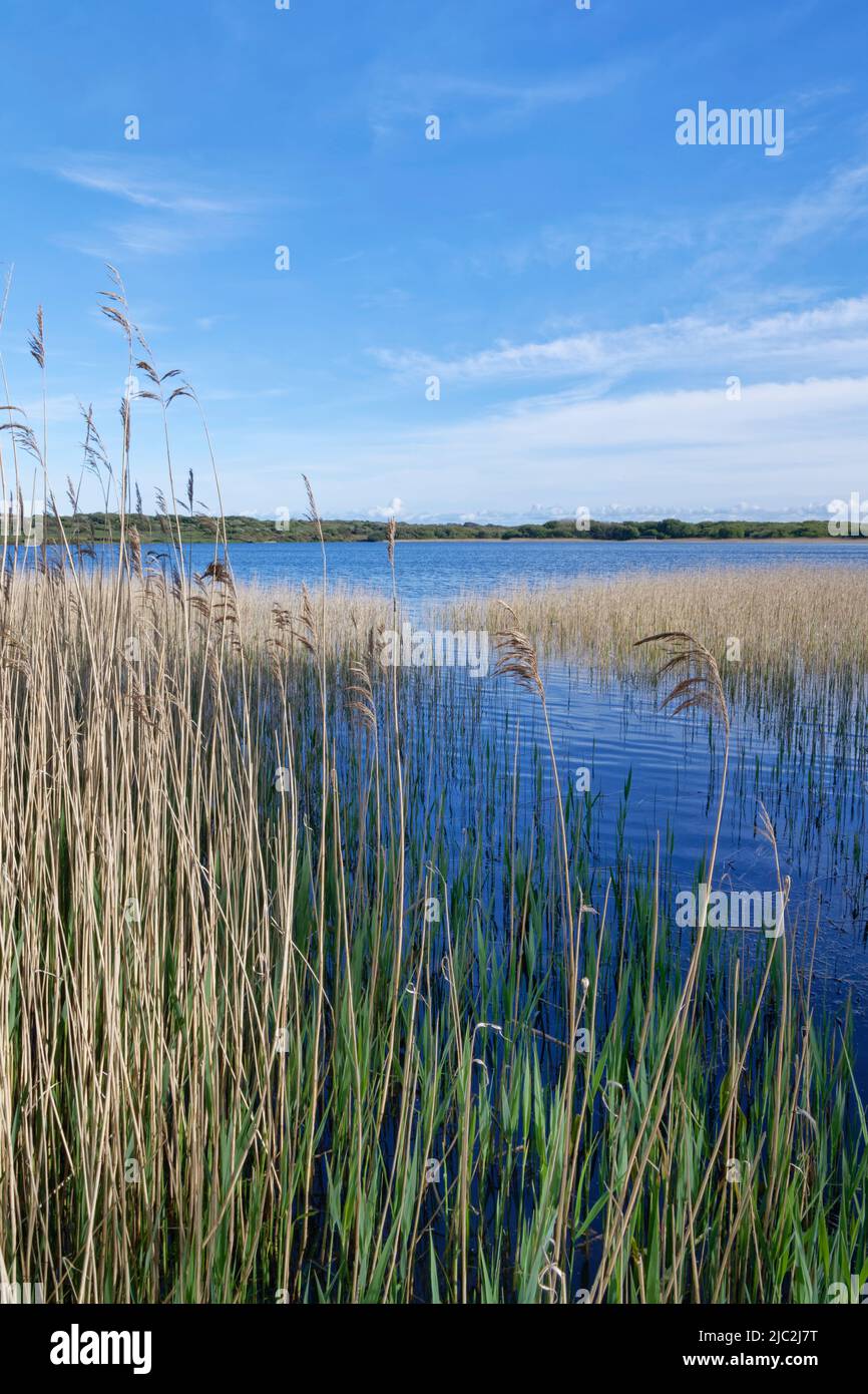 Piscine de Kenfig bordée de roseaux (Phragmites australis), Kenfig NNR, Glamourgan, pays de Galles, Royaume-Uni, Mai. Banque D'Images