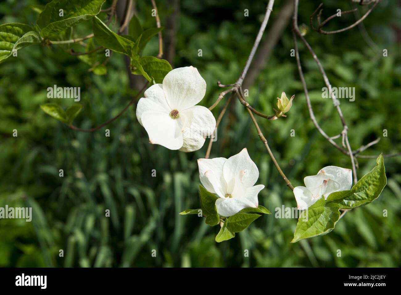 Cornus 'merveille blanche d'Eddie' Banque D'Images
