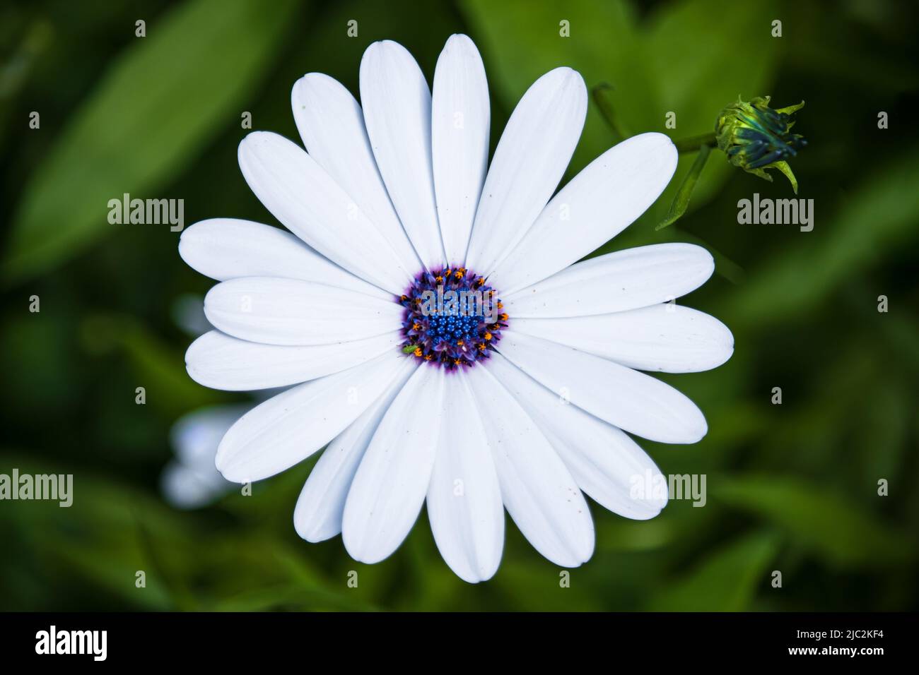 Daisy blanche africaine aux yeux bleus, Dimorphotheca ecklonis, sur fond vert avec un minuscule puceron vert sur les disques bleus, été, Pennsylvanie Banque D'Images