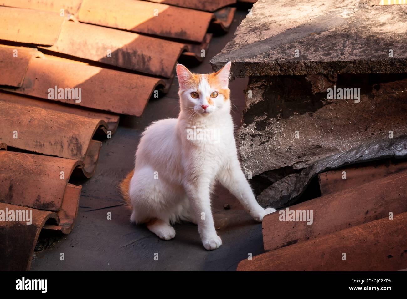 Le chat blanc et orange marchant sur le toit Banque D'Images