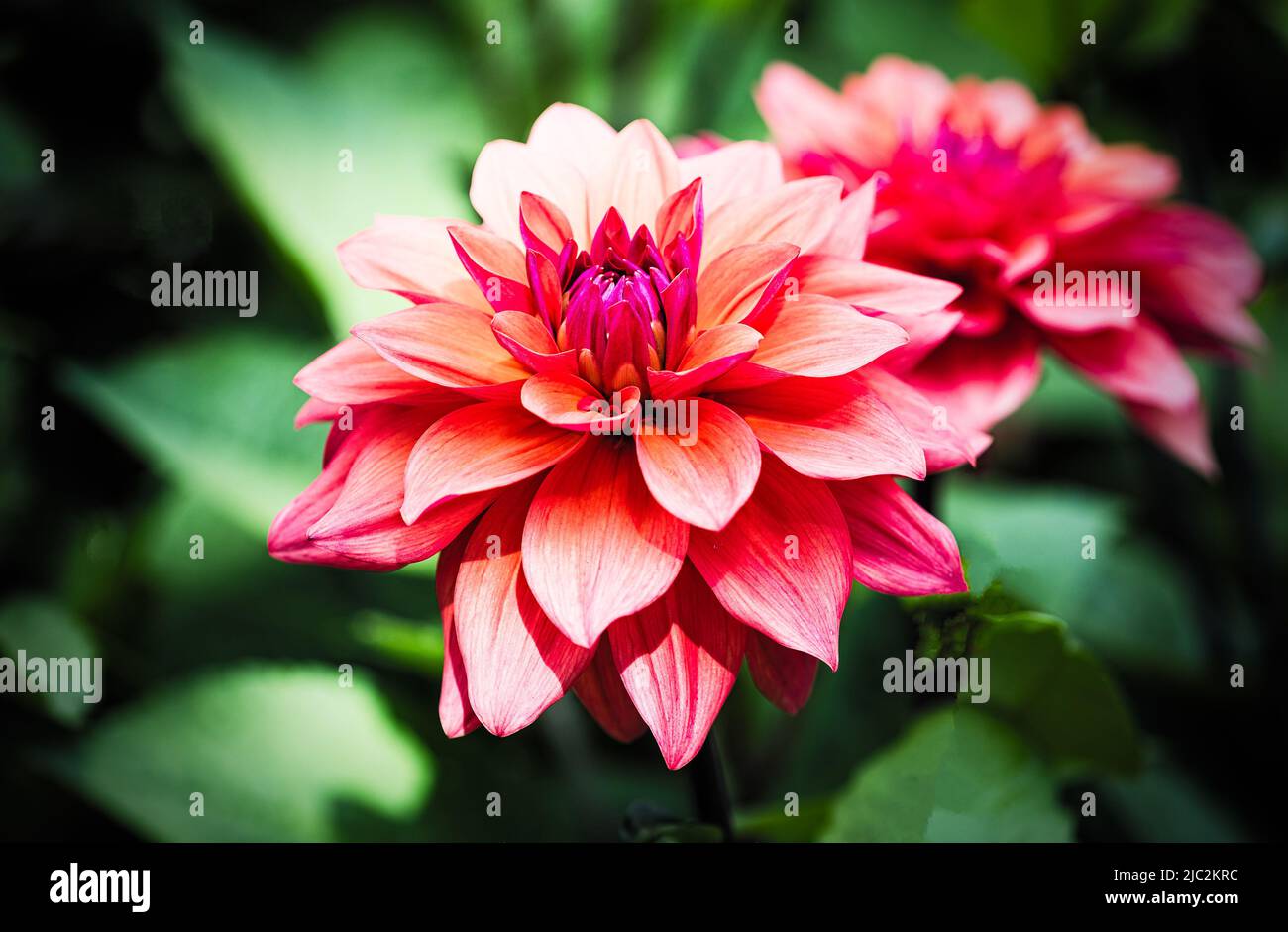 Dahlias dans les frontières à la maison de Rousham, Oxfordshire. Banque D'Images