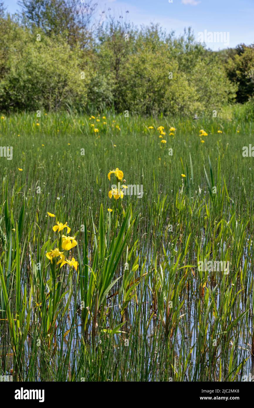 Fleurs du peuplement de l'iris à pavillon jaune (Iris pseudocorus), Kenfig NNR, Glamourgan, pays de Galles, Royaume-Uni, Juin. Banque D'Images