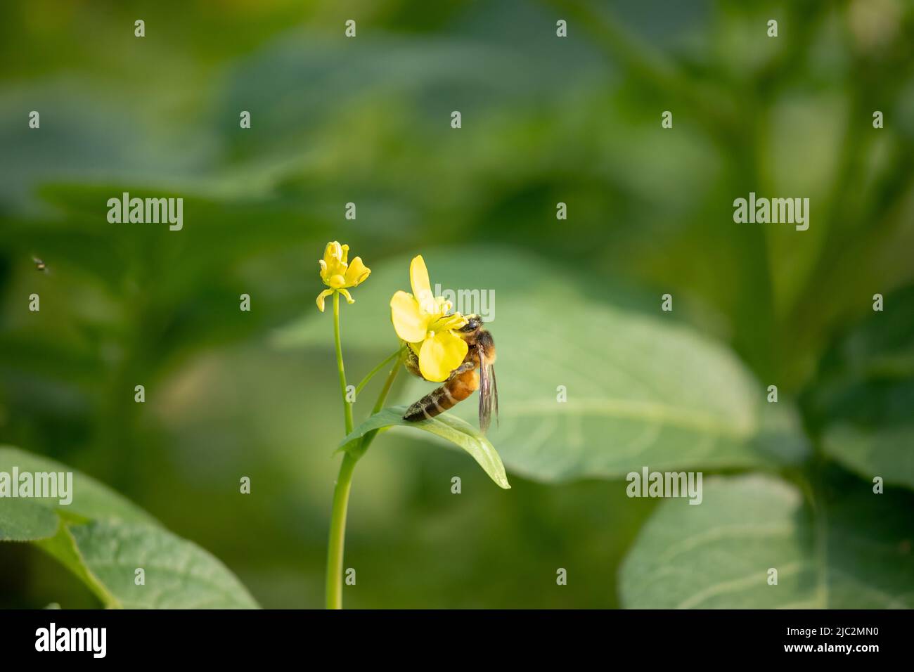 Abeille prenant le nectar sur la fleur de moutarde. Banque D'Images