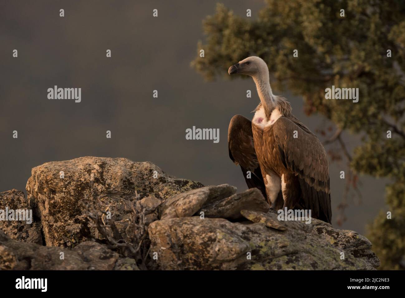 Griffon Vulture (Gyps fulvus) Buître Leonado sur un rocher, Espagne Banque D'Images