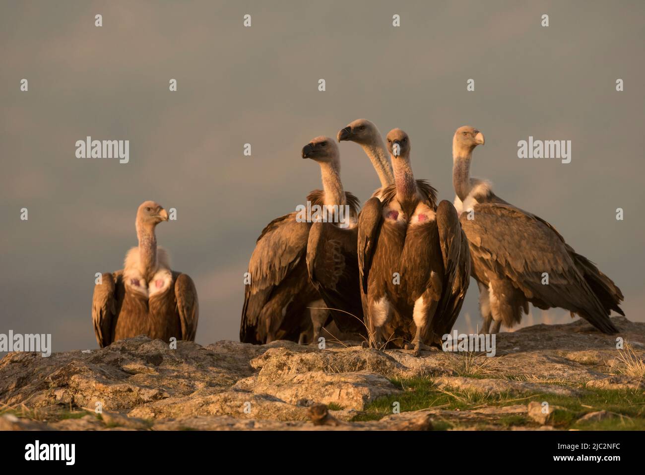 Un groupe de Griffon Vulture (Gyps fulvus) Buître Leonado sur un rocher, Espagne Banque D'Images