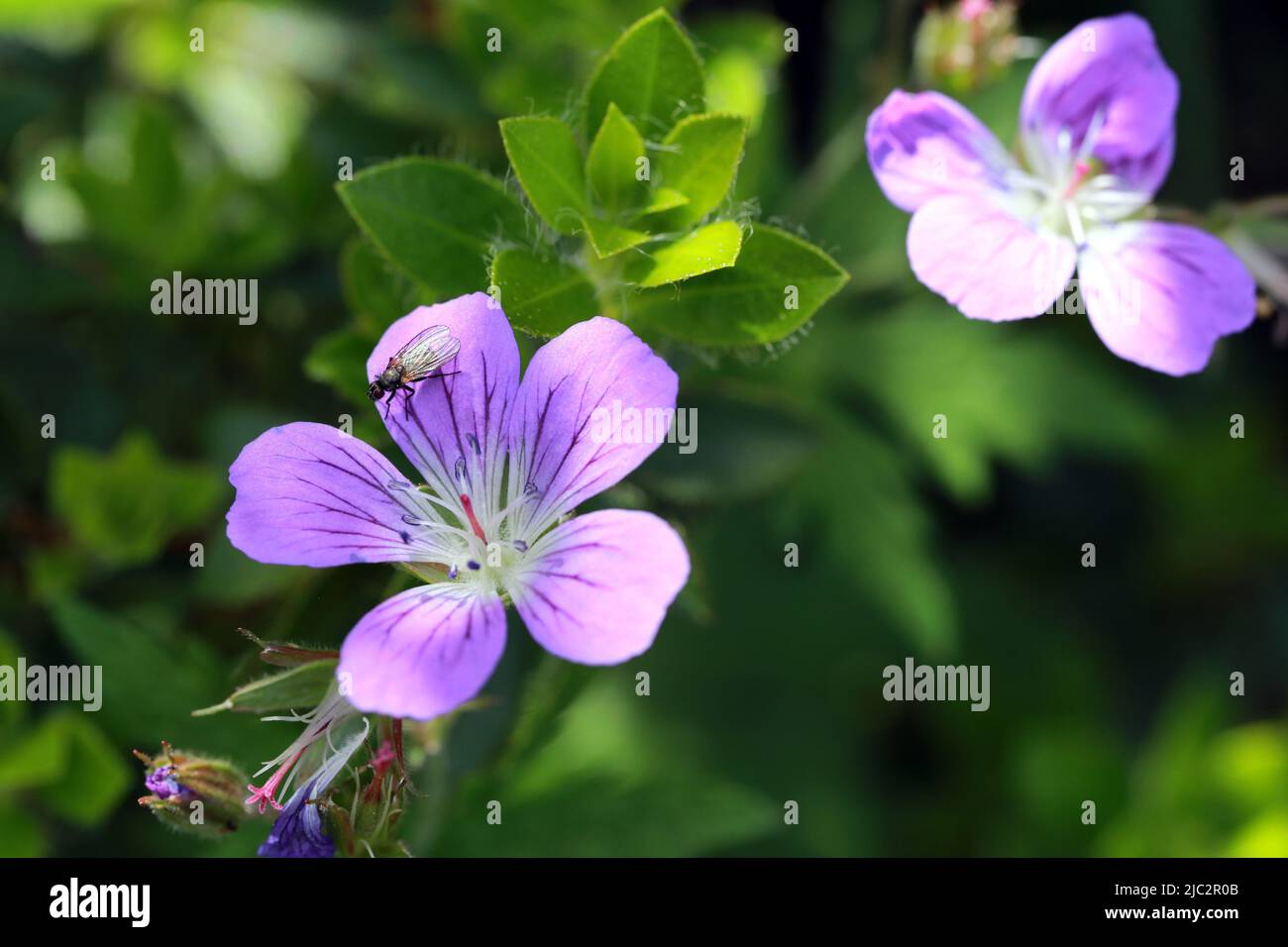 Envolez-vous dans une forêt de canneberges (Geranium sylvaticum) Banque D'Images