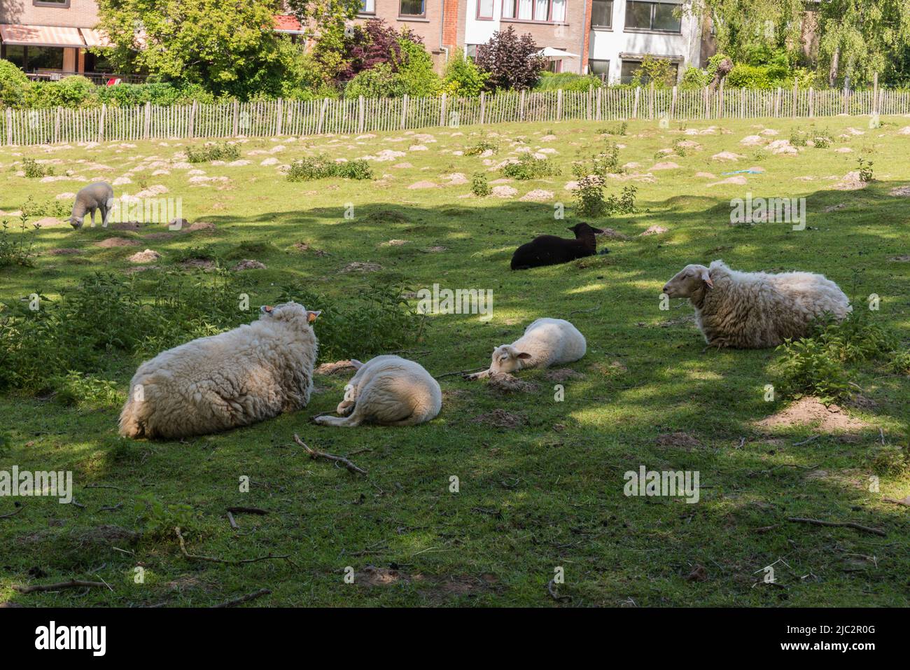 Moutons blancs, agneaux et moutons noirs dans les prés de la ville d'uccle, Bruxelles, Belgique Banque D'Images