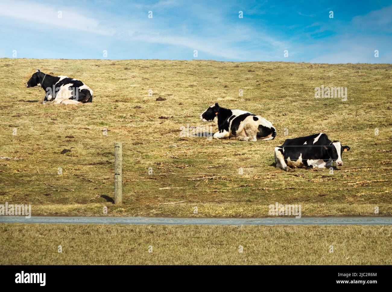 Trois vaches noires et blanches se trouvent sur le côté d'une colline herbeuse avec un ciel bleu au-dessus et un chemin devant elles Banque D'Images