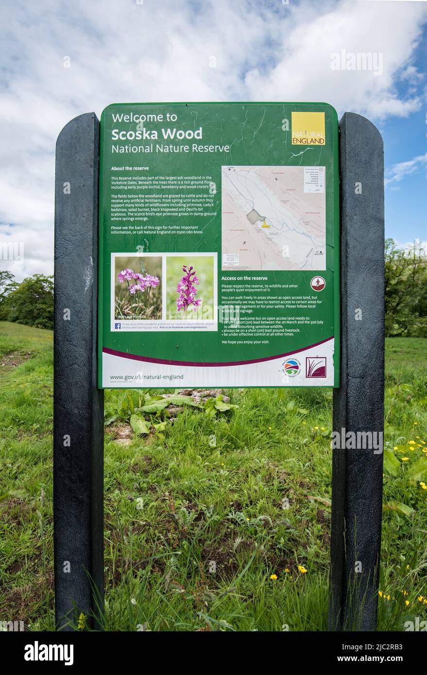 Réserve naturelle nationale en bois de Scoska, entre Arncliffe et Litton, à Littondale, dans le parc national des Yorkshire Dales Banque D'Images